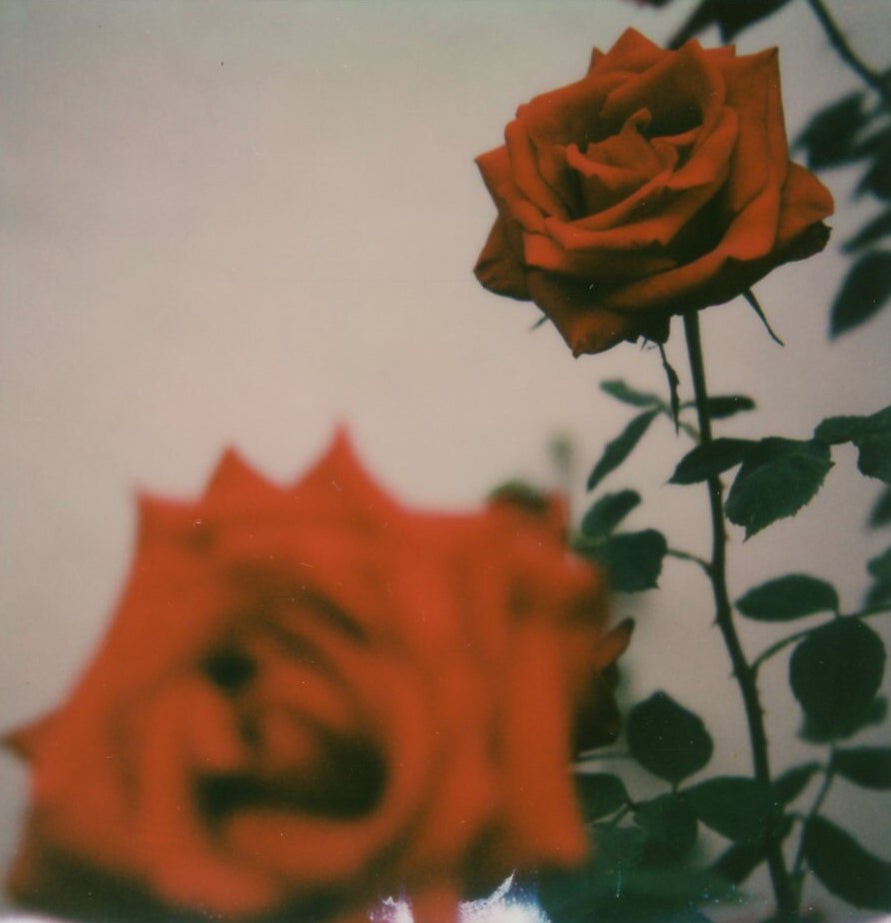 Roses for Cerato fragrances, a clean beauty brand